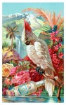 Vintage Cockatoo Parrot Bird