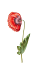 Vintage Art Flower Poppy