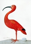 Vintage Art Flamingo Bird