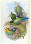 Vintage Art Illustration Birds