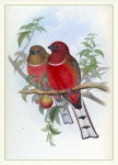 Vintage Art Illustration Birds