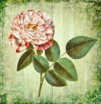Vintage Art Rose Flower