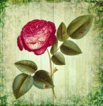 Vintage Art Rose Flower