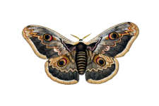 Vintage Art Butterfly Moth