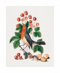 Vintage Art Bird Robin