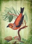 Vintage Art Bird Pine Cone