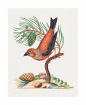 Vintage Art Bird Pine Cone