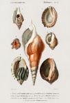 Vintage Seashells Art Illustration