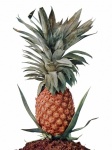 Vintage Pineapple Photo