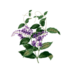 Vintage Purple Flower Art