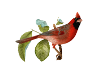 Vintage Red Bird Cardinal