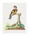 Vintage Bird Stiglitz Goldfinch