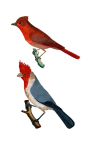 Birds Cardinal Vintage Clipart