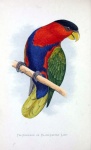 Bird Parrot Vintage Art