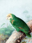 Bird Parrot Vintage Art