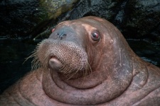 Walrus, Seal Species, Predator, Zoo