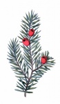 Christmas Clipart Pine Branch