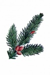 Christmas Clipart Pine Branch
