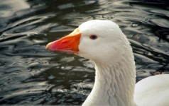 White Domestic Goose Bird
