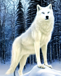 White Wolf In Enchanted Forest