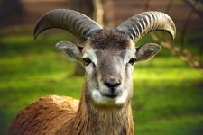 Ram Mouflon Wild Sheep