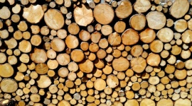 Wooden Logs 201