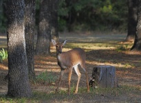 Young White-tail Deer In Woods