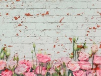 Brick Wall Roses Flowers
