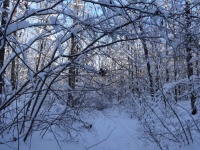 Winter In The Forest