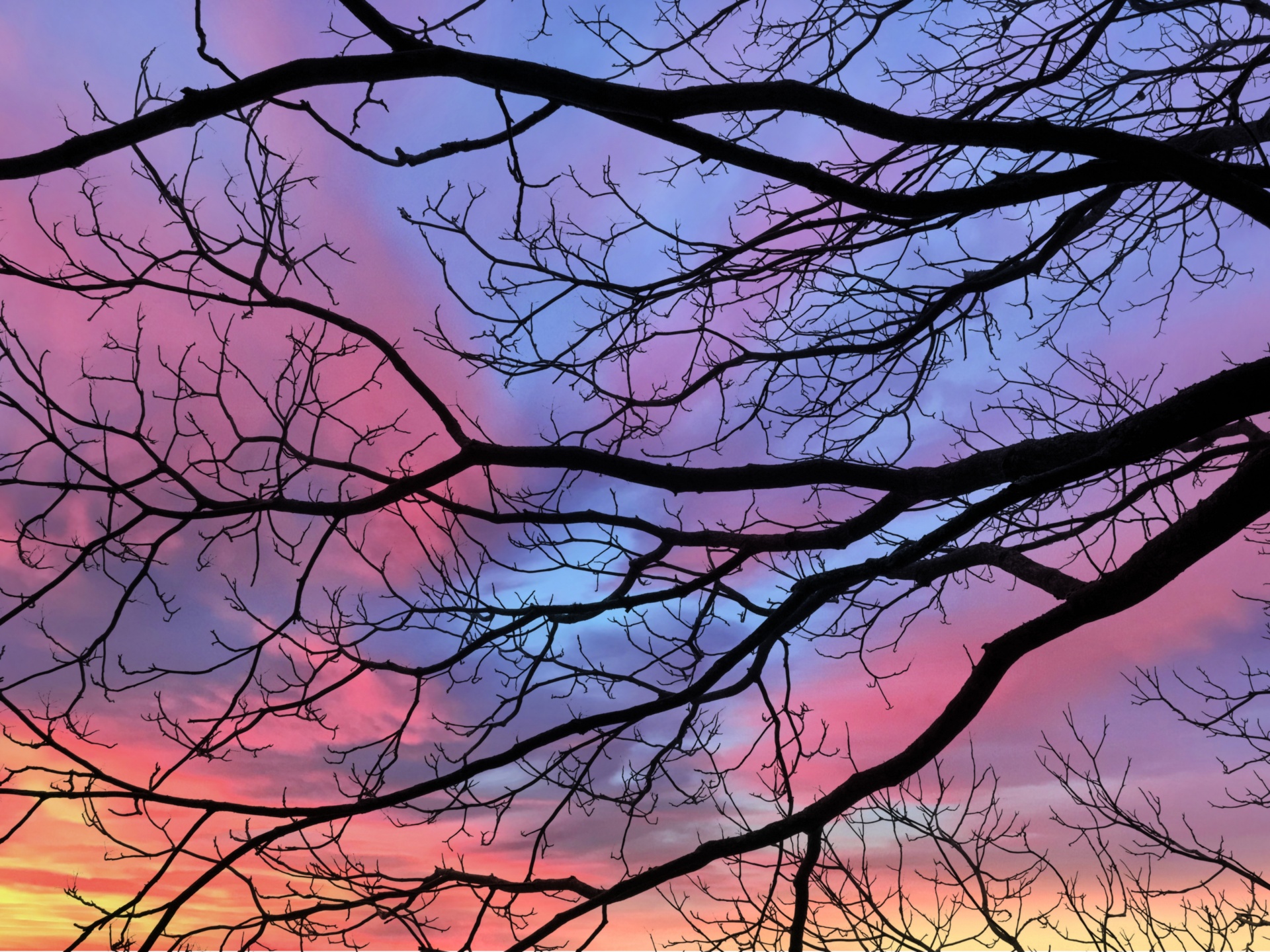 Branches tree twigs sky clouds sunset nature photography