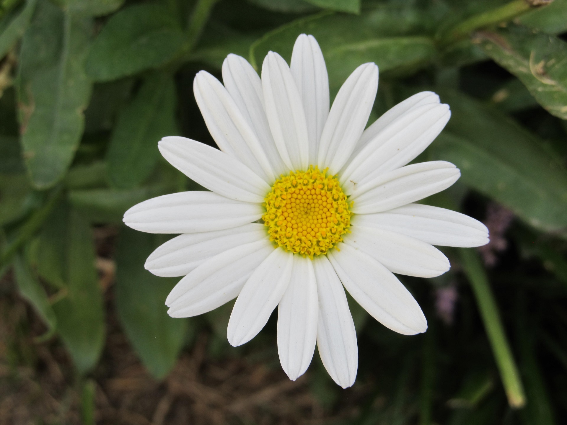 Daisy Free Stock Photo - Public Domain Pictures