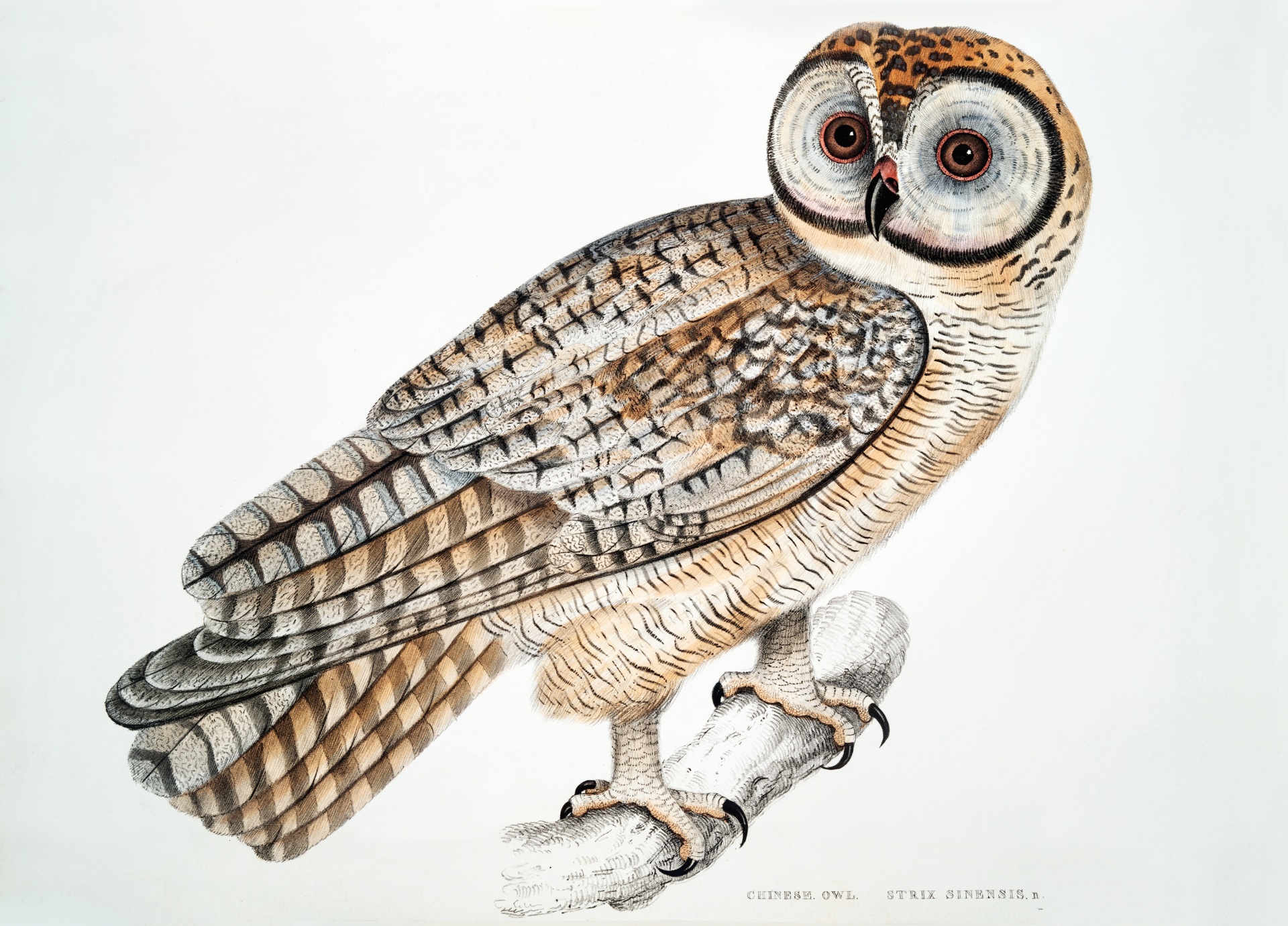 Owl Bird Vintage Illustration B.c