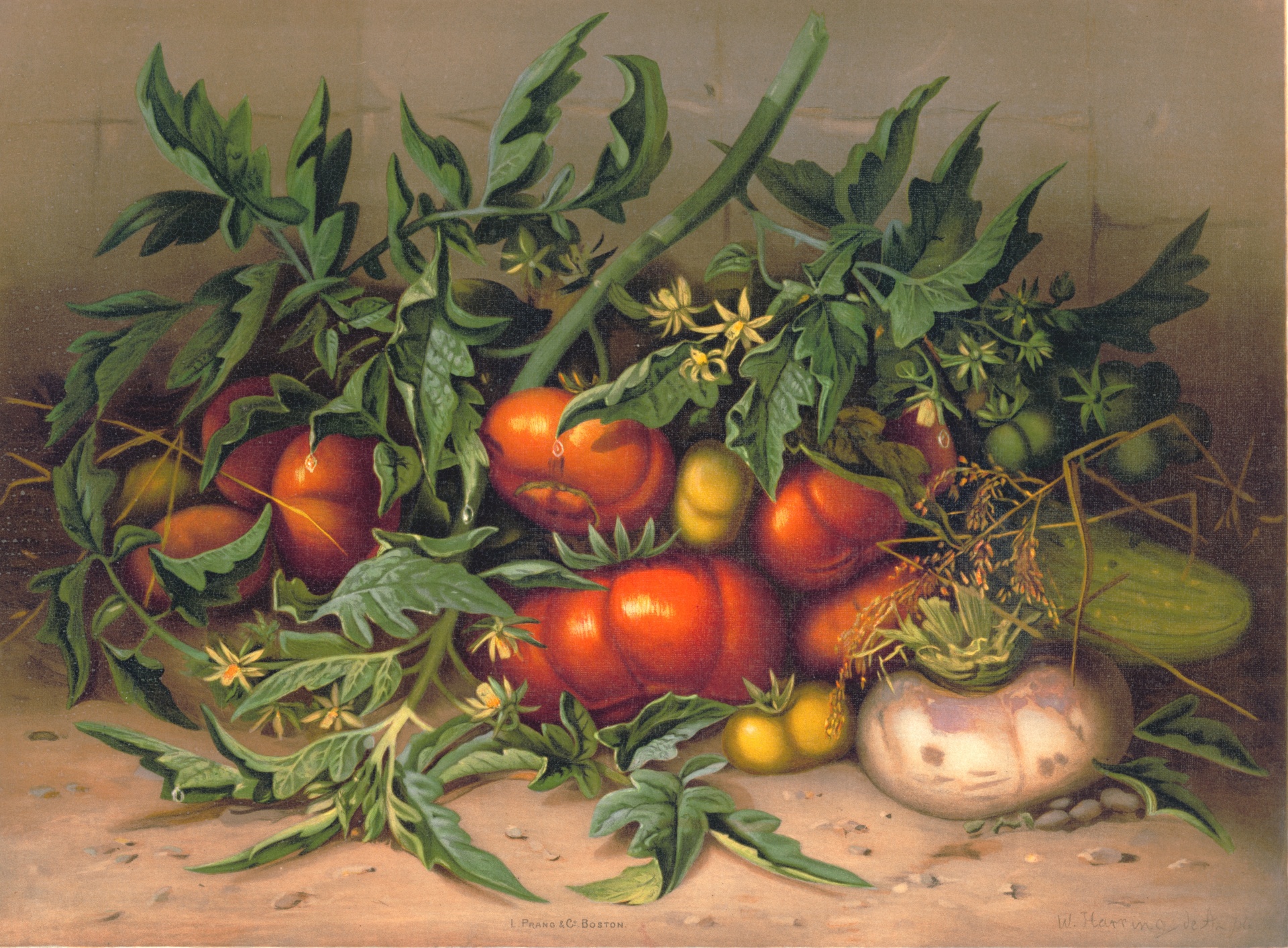 Vegetable Veggie Vintage Illustration