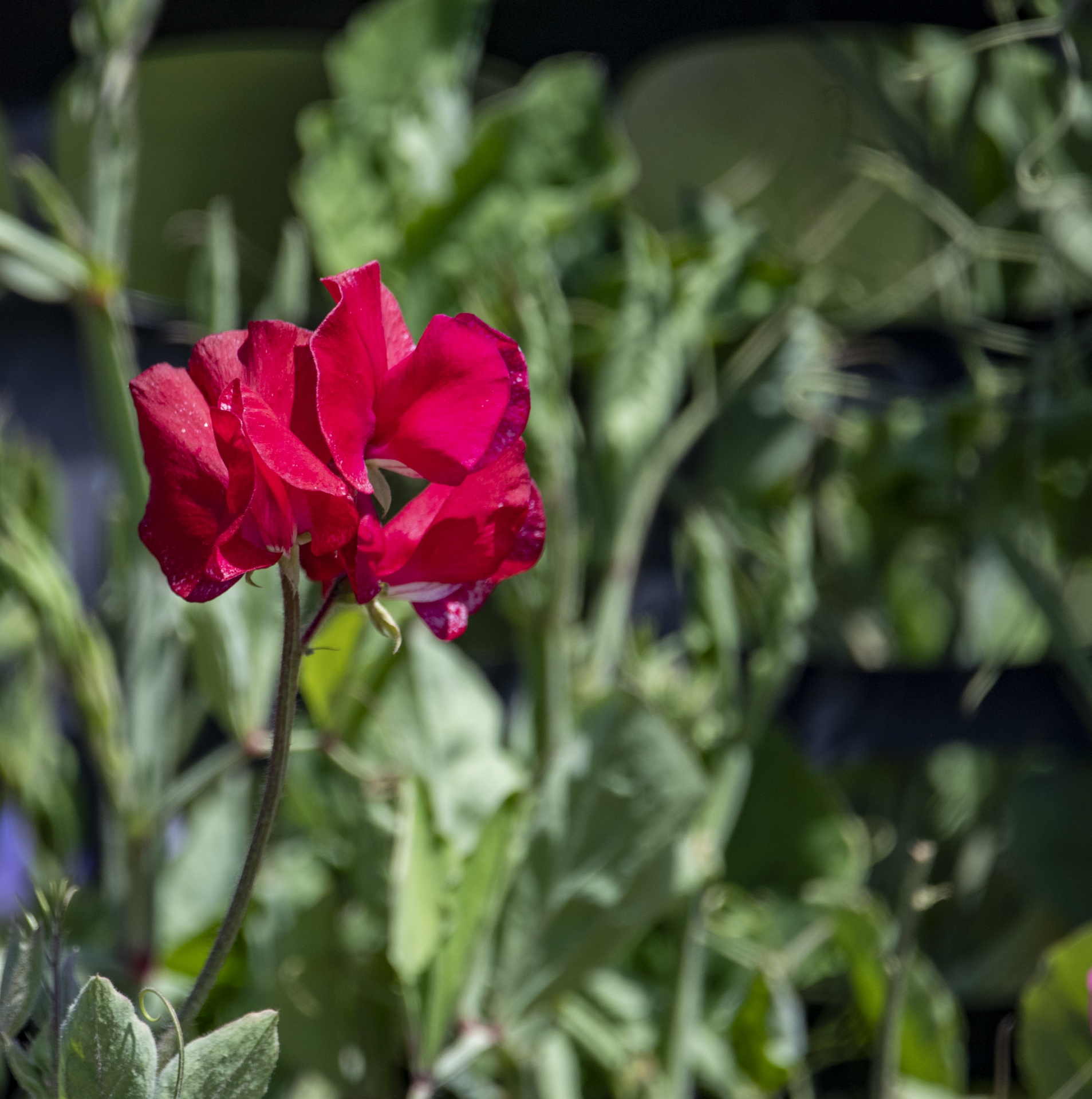 Sweet Pea Flowers Free Stock Photo Public Domain Pictures