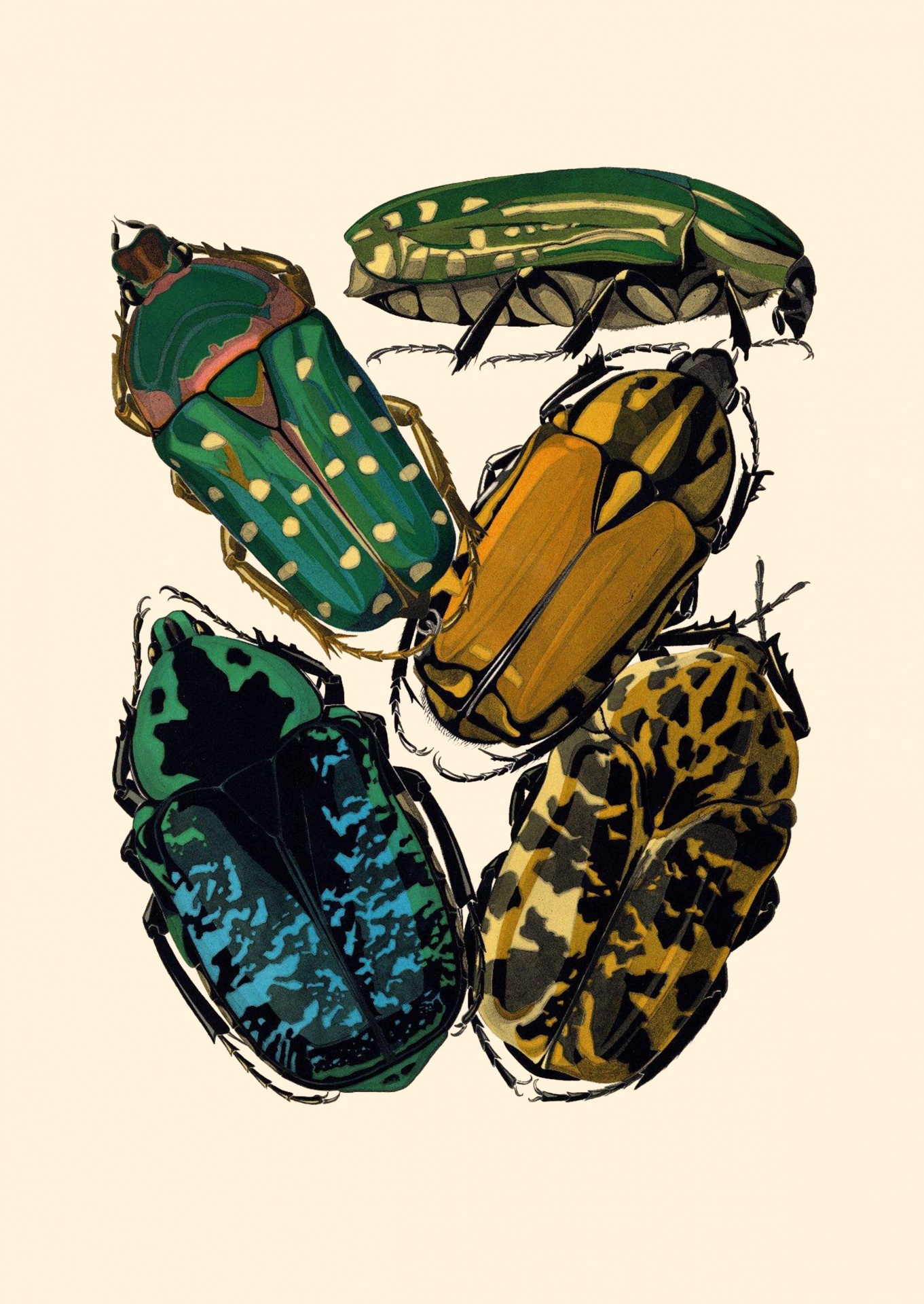 Insects, Beetles Vintage Art