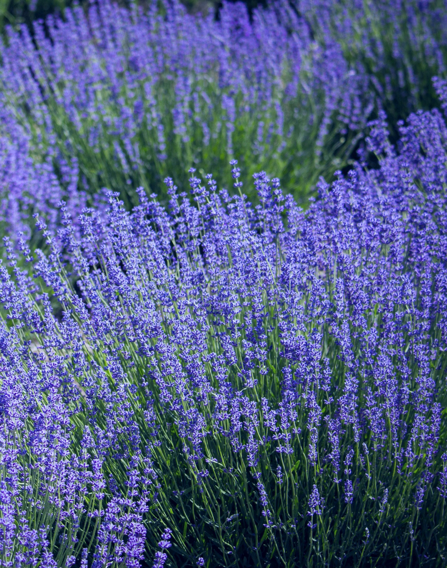 Lavender Flowers Blossoms Field