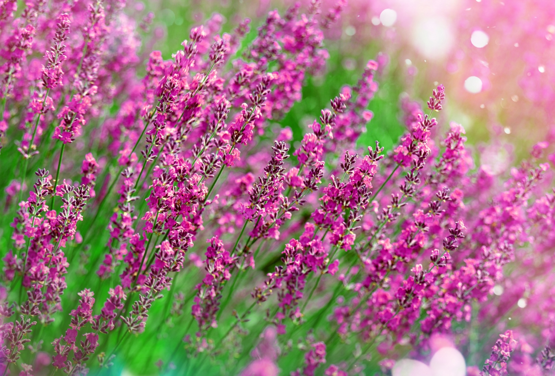 Lavender flowers blossoms wildflowers wild flower meadow photo photography closeup