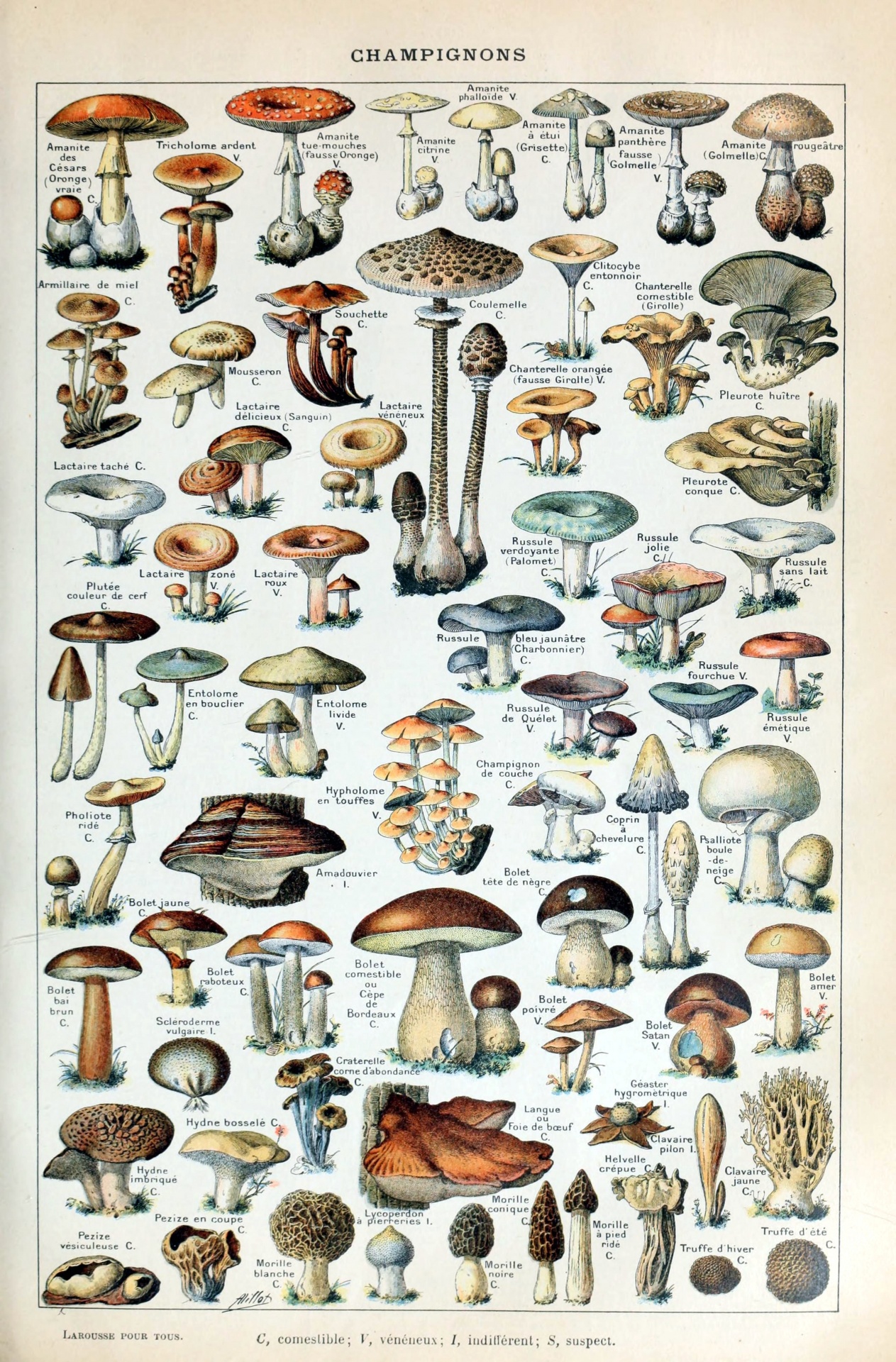 Mushrooms champions vintage illustration old antique art natural history drawing public domain