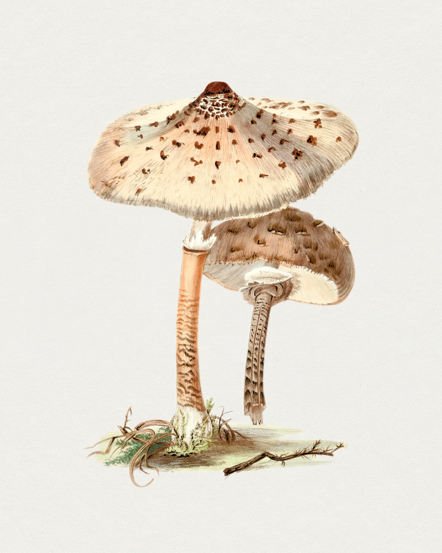 Mushrooms Champion Vintage Art