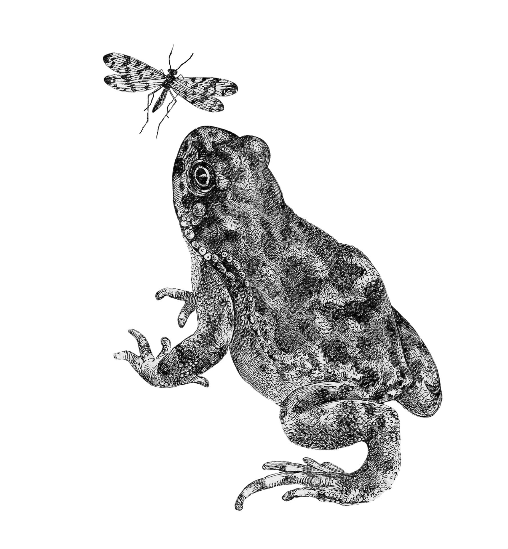 Toad Watching An Insect Free Stock Photo - Public Domain Pictures