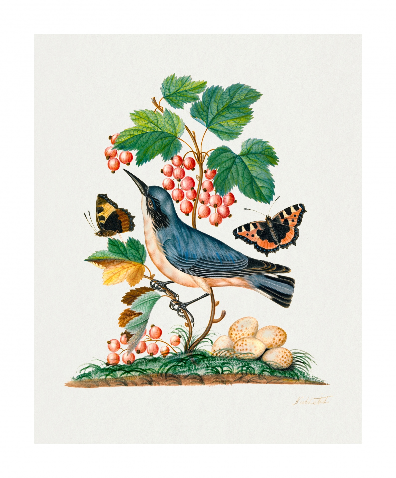Vintage Art Bird Butterflies