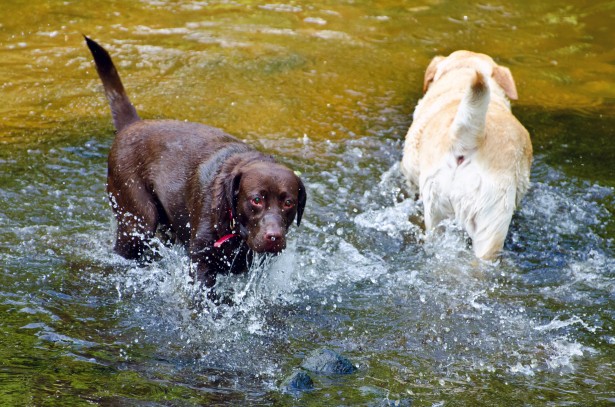 Dog And Water Free Stock Photo - Public Domain Pictures