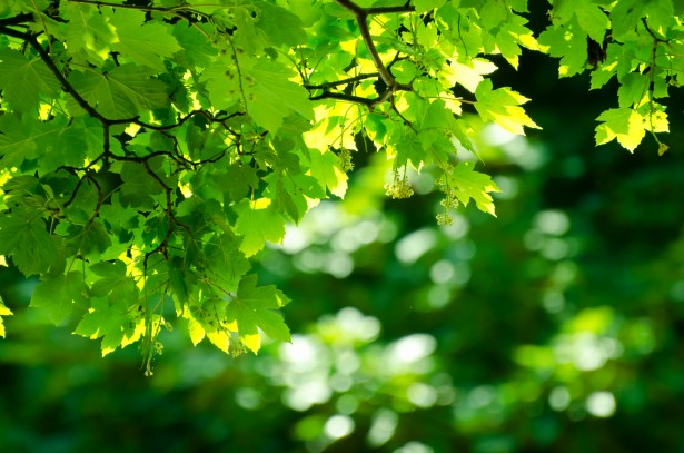 Green Leaves Free Stock Photo - Public Domain Pictures