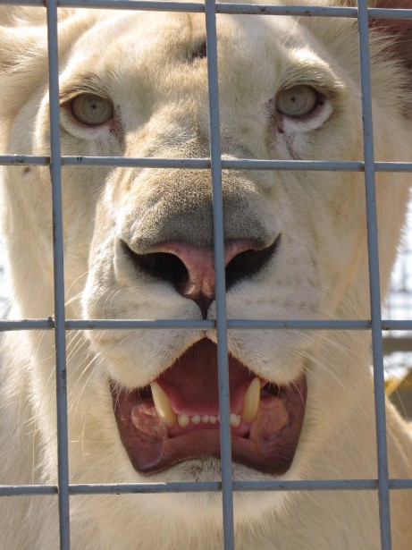 Löwe im Käfig Kostenloses Stock Bild - Public Domain Pictures