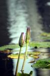 2 Lotus Buds On The Pond