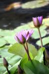 2 Purple Lotus Flower On The Pond