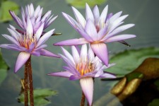 4 Lotus Flower Purple