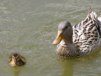 A Duck And Her Baby