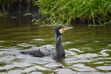 Cormorant In The Water
