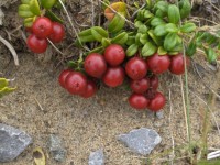 Cranberries Vine Ida (1)